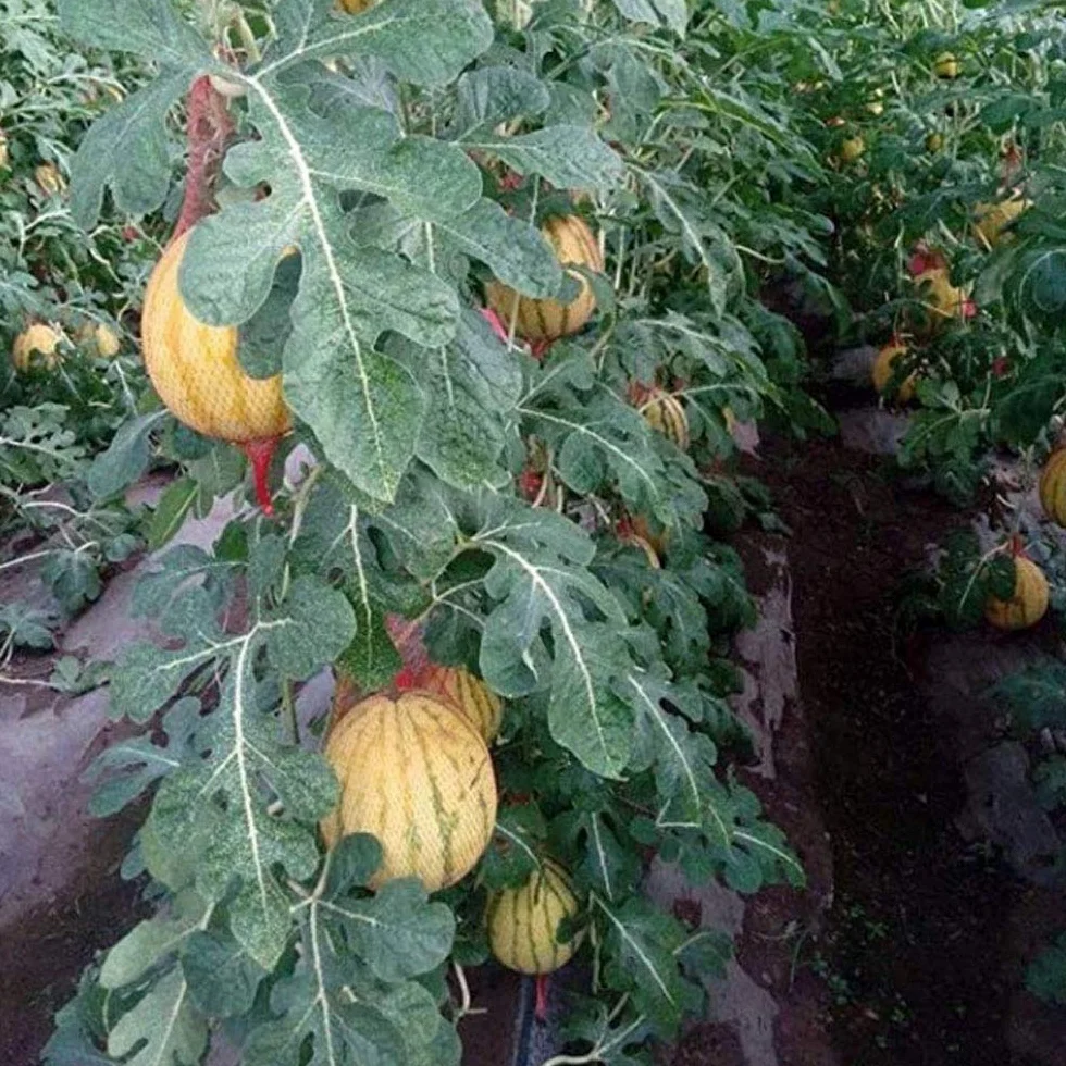 Sac en filet Réutilisable 200 Pièces Maille D'emballage Fruits Légumes Noix Épicerie Protection Plantation Rouge