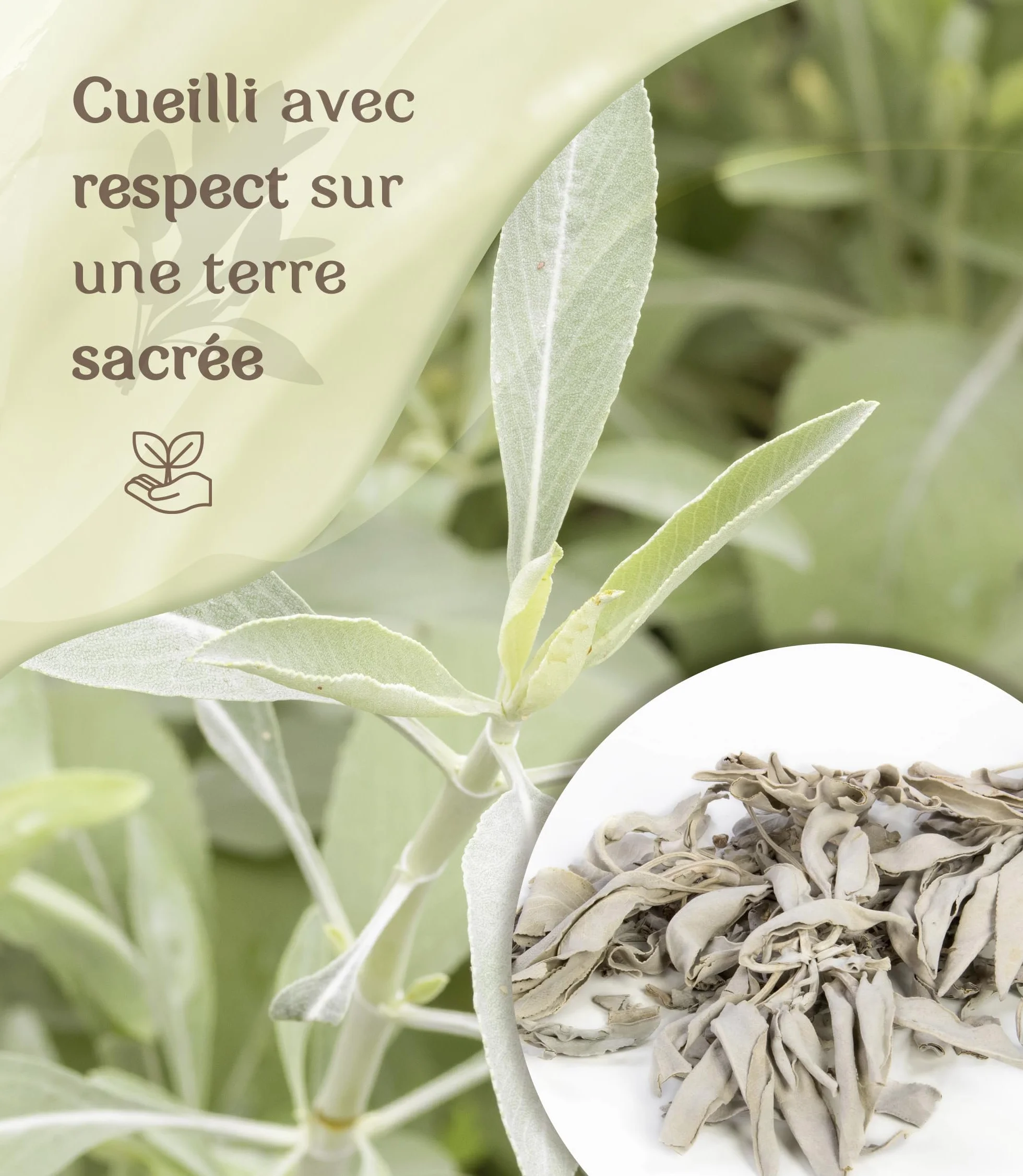 Sauge Blanche Bâton Encens Naturel Purification Protection Nettoyage Spirituel Maison Rituel Méditation Lot 4