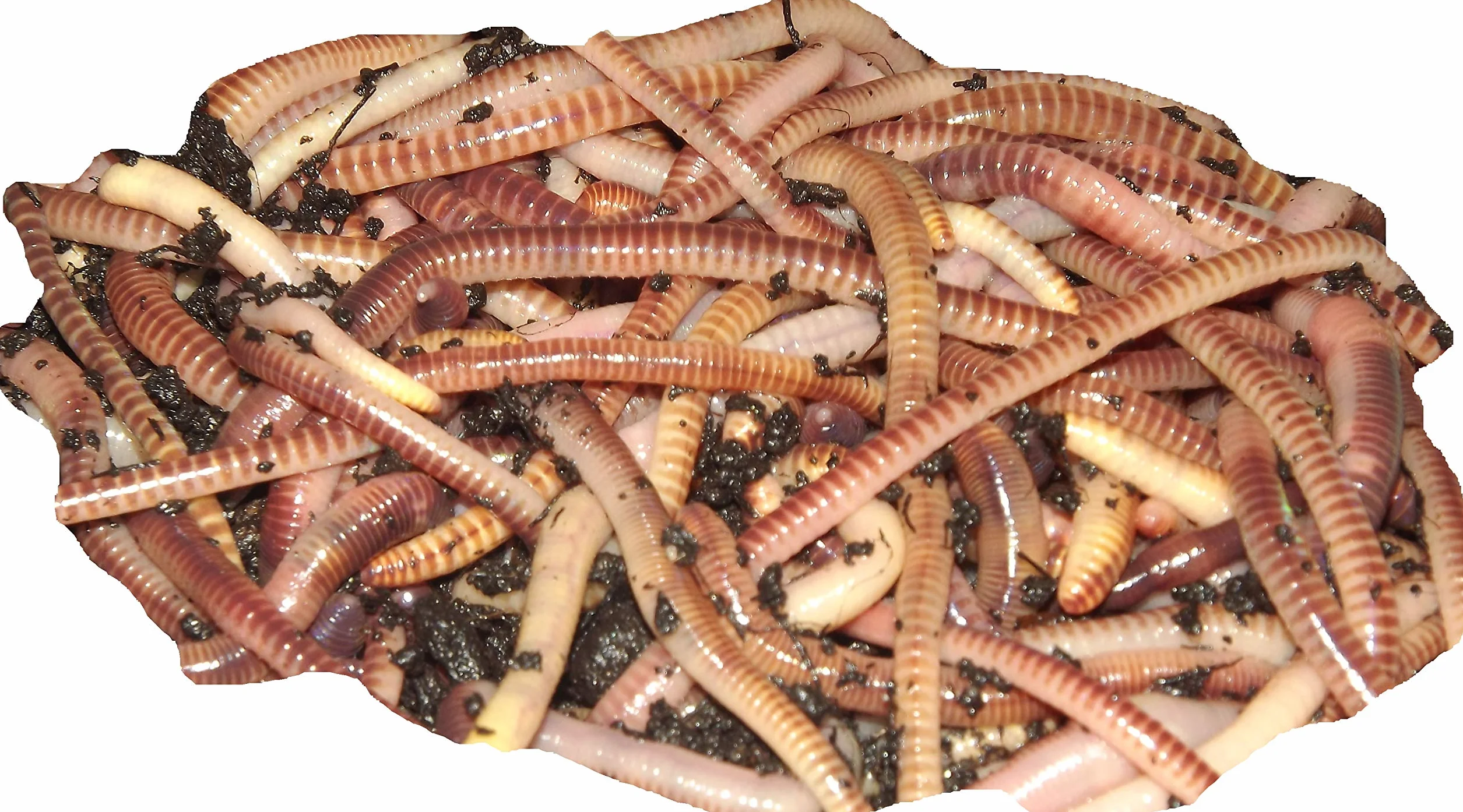 Original Organics vers tigres de compostage, compost rapide