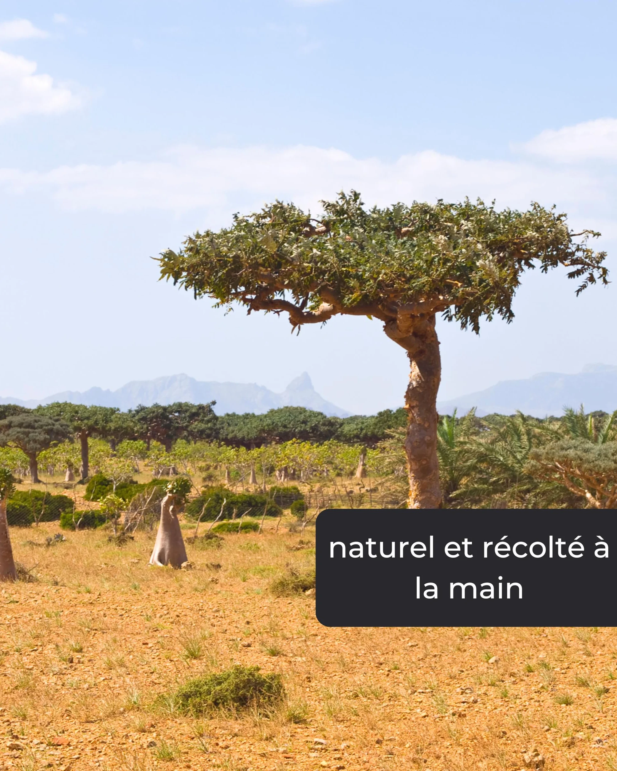 Incensera Myrrhe à Fumer 50 g Résine Naturelle d'Encens pour Méditation Rituels