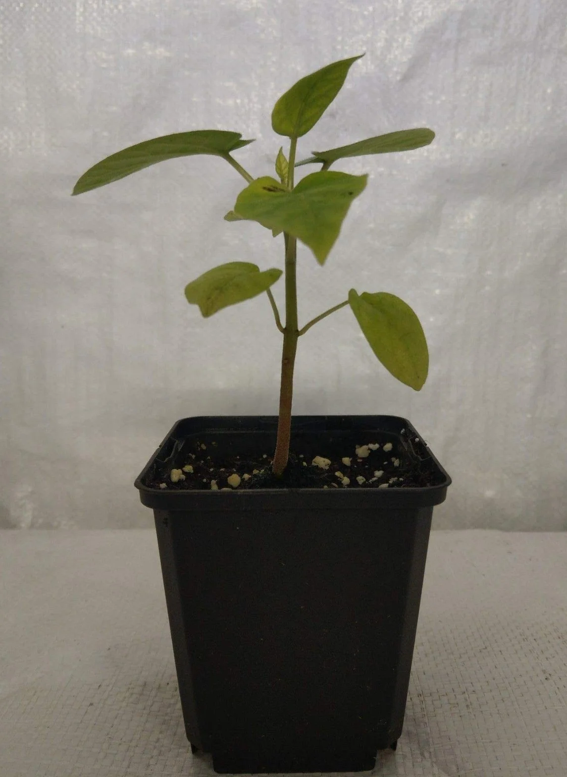 Tamarillo Cyphomandra betacea pianta in vaso 9cm