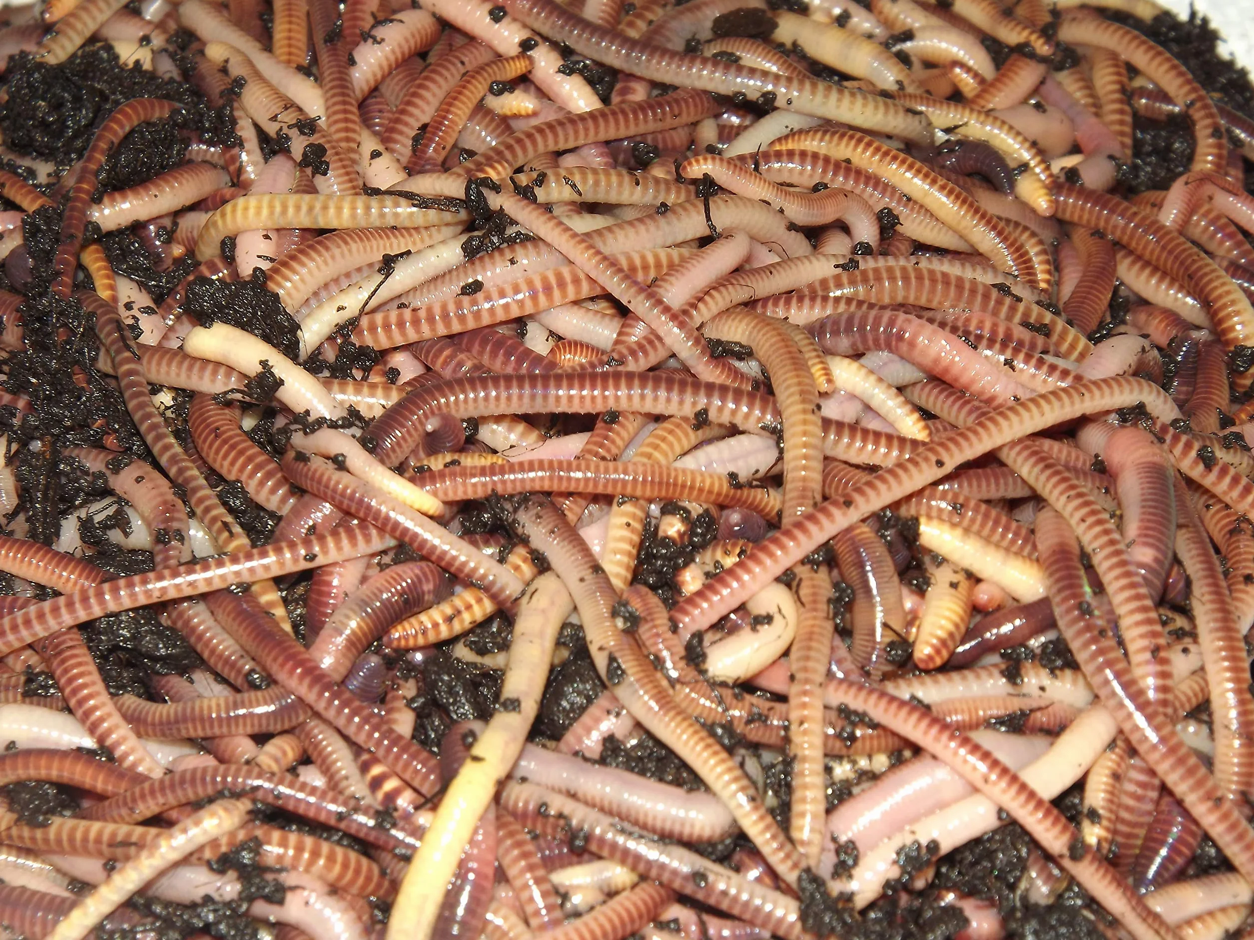 Original Organics vers tigres de compostage, compost rapide